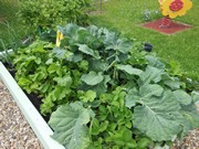 Zahrádka ve školce